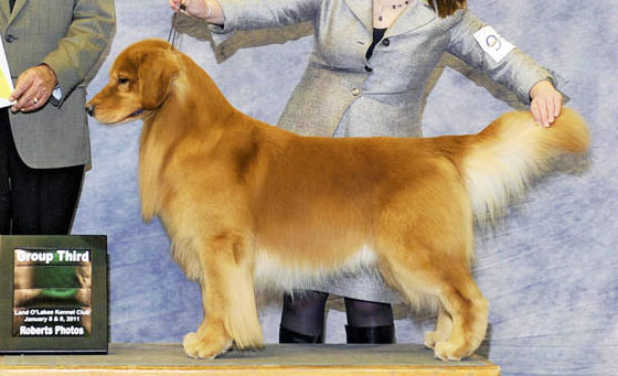 Awwdorable: golden retriever hilariously fails at dog show - ABC7 New York
